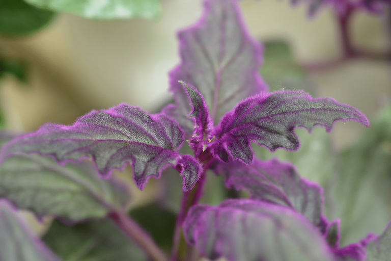 7 Purple House Plants For A Pop Of Color