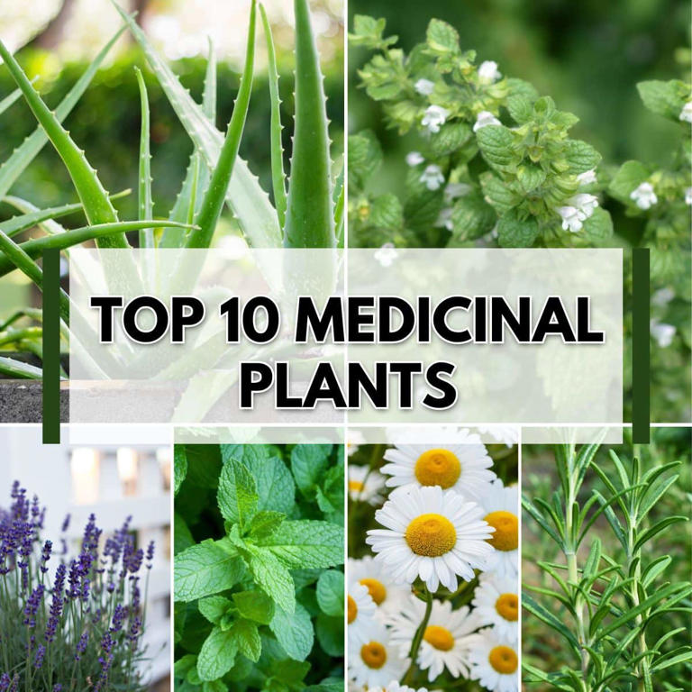 Top 10 Medicinal Plants and Herbs to Grow at Home