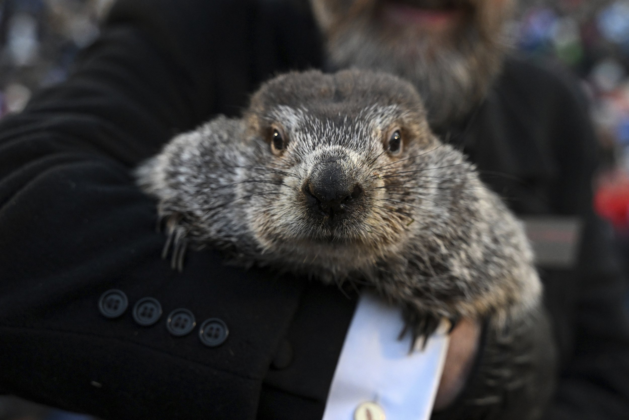 What Is Groundhog Day Meaning Of Punxsutawney Phil S 2024 Spring Forecast   BB1hCAXu.img