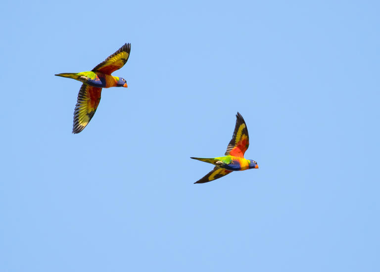 Mystery As Hundreds of Paralyzed Parrots Drop From the Sky