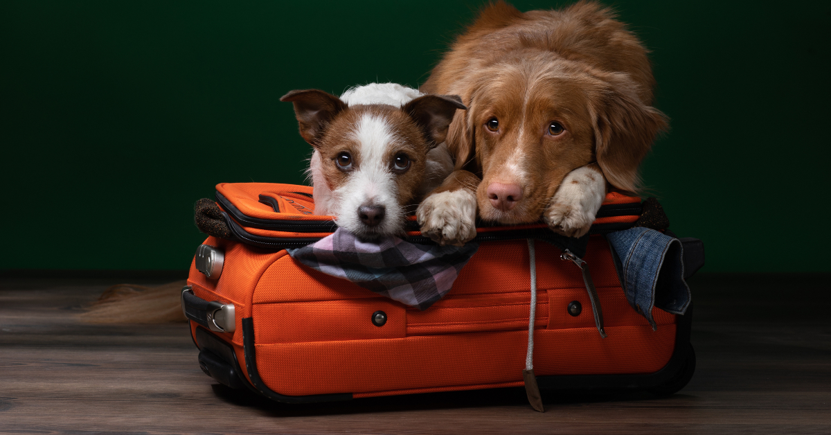 <p> DFDS also offers a Dutch mini cruise where passengers are welcome to book a pet-friendly cabin.  </p> <p> The mini cruise is just two days long — but as this one travels between Newcastle and Amsterdam, there will be plenty for you and your pup to do and see on the short trip.  </p> <p>  <a href="https://financebuzz.com/retire-early-quiz?utm_source=msn&utm_medium=feed&synd_slide=7&synd_postid=15998&synd_backlink_title=Retire+Sooner%3A+Take+this+quiz+to+see+if+you+can+retire+early&synd_backlink_position=5&synd_slug=retire-early-quiz"><b>Retire Sooner:</b> Take this quiz to see if you can retire early</a>  </p>