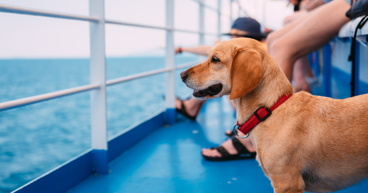 <p> Another shorter option is a trip from New York City to the Jersey Shore (or vice versa).  </p> <p> Seastreak ferries take passengers from E. 35th St. in the city down to Atlantic Highlands in New Jersey, where they can catch a quick cab to the beach.  </p> <p> Dogs are welcome on board but must remain on the outside deck unless they are in a carrier.  </p>