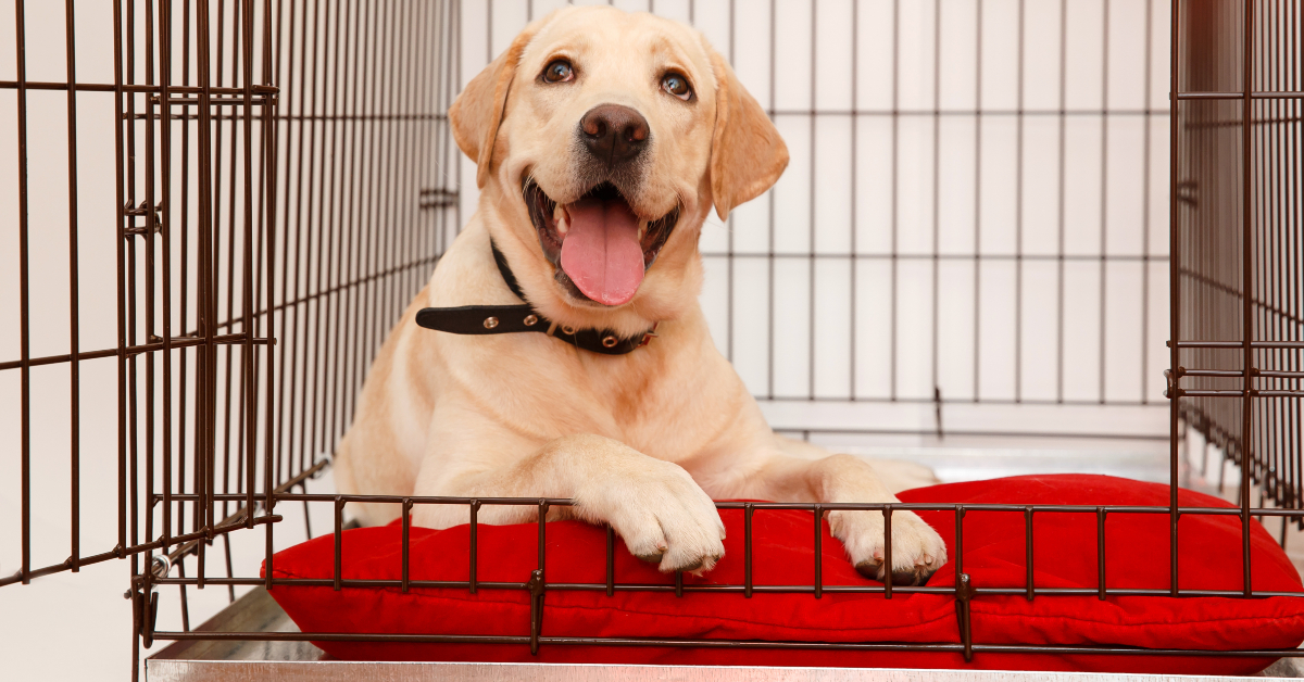 <p> Cunard’s Queen Mary 2 is one of the only major cruise lines that encourages pet owners to cruise with their pups (or cats) — they even have kennels on board. </p> <p> This ship has many options for transatlantic cruises and is sure to keep you and your furry friend entertained.  </p>