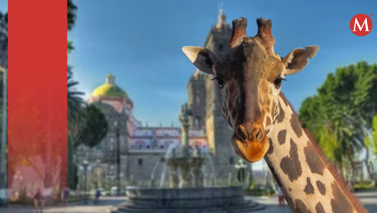 ¡una celebridad! jirafa benito atraerá hasta 3 millones de turistas a puebla en semana santa