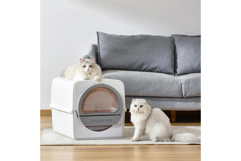 Best selfcleaning cat litter boxes in 2024, tried and tested