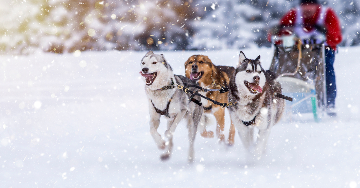 <p> If you still can’t find a way to bring your dog but still want to hang out with some pups while cruising, Princess Cruises offers a puppy program for their Alaska cruises. </p> <p> Guests can meet, pet, and snuggle puppies who are training to become sled dogs.  </p>