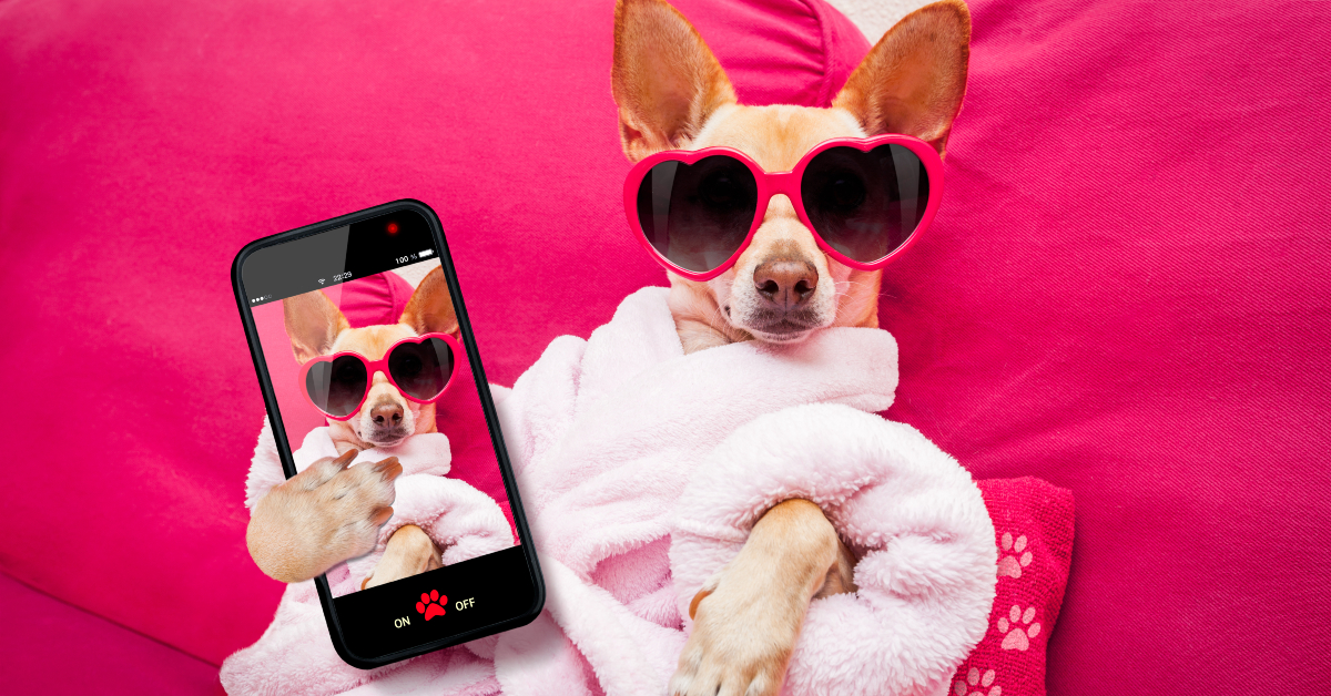 <p> It’s no secret that celebrities get special perks, and these days, many Instagram and TikTok pups have become celebrities in their own right.  </p> <p> If you can build up a solid following for your pup on social media, you both may just land an invitation to a cruise or ferry in exchange for some free publicity.  </p> <p>  <a href="https://financebuzz.com/southwest-booking-secrets-55mp?utm_source=msn&utm_medium=feed&synd_slide=10&synd_postid=15998&synd_backlink_title=9+nearly+secret+things+to+do+if+you+fly+Southwest&synd_backlink_position=6&synd_slug=southwest-booking-secrets-55mp">9 nearly secret things to do if you fly Southwest</a>  </p>