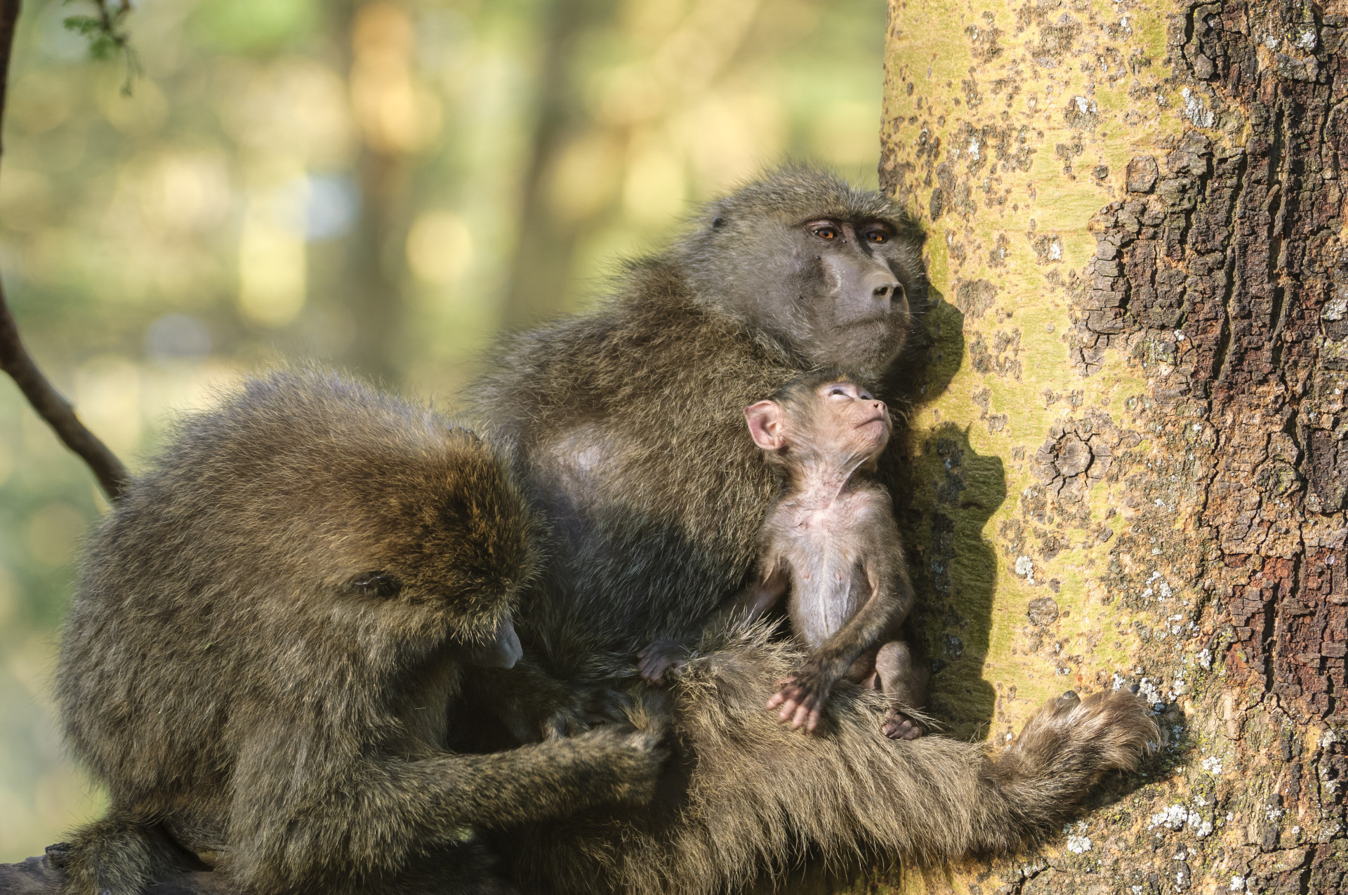 The 30 smartest animals on planet Earth