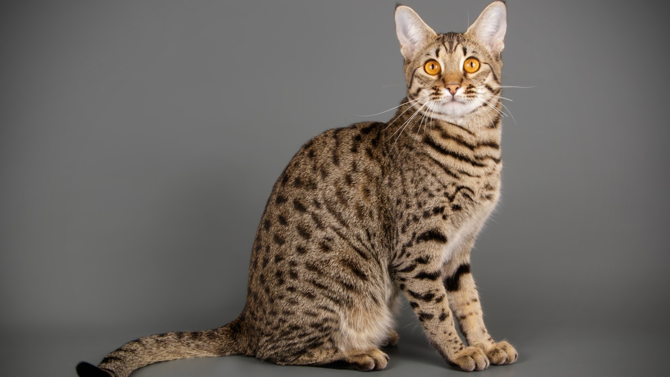 10 of the Most Expensive Cat Breeds