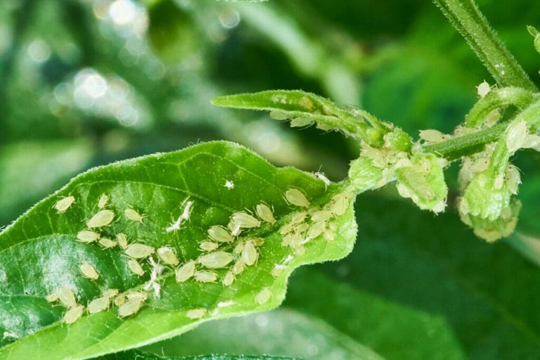 Common Fiddle Leaf Fig Pests (and How to Deal With Them)