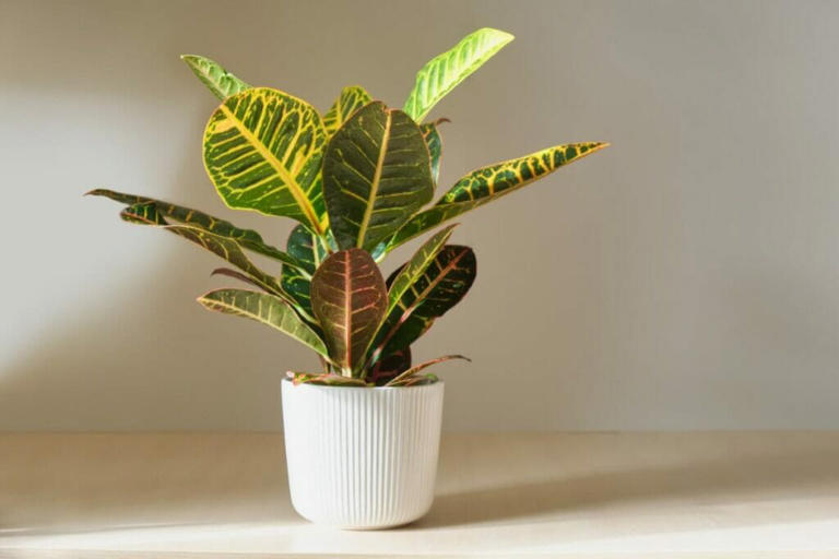 Croton Plant Growth Expectations and Lifespan