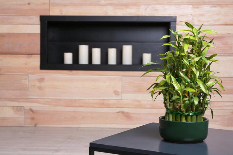 Best Soil For Lucky Bamboo Plants (Dracaena sanderiana)