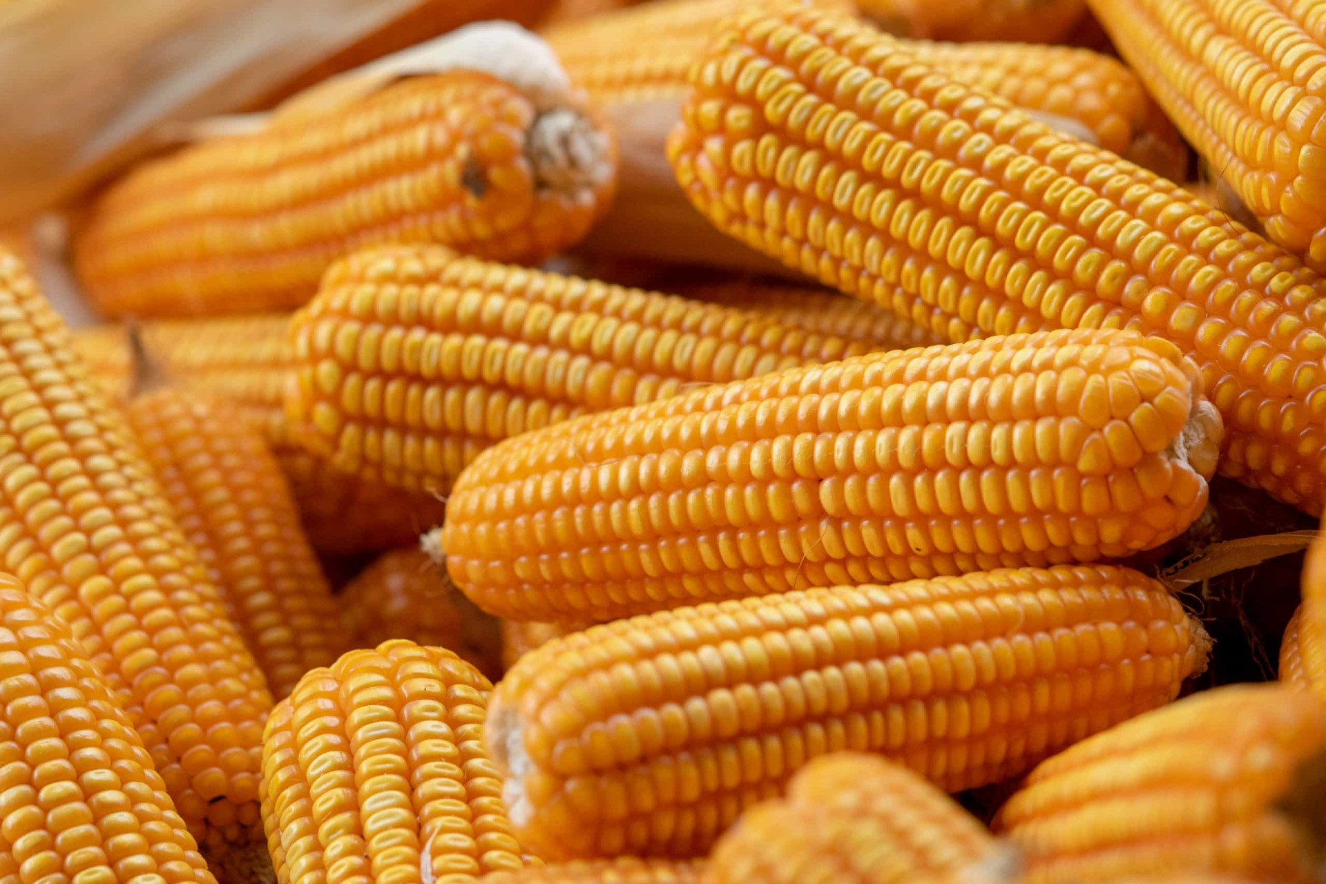 the-most-common-food-allergies