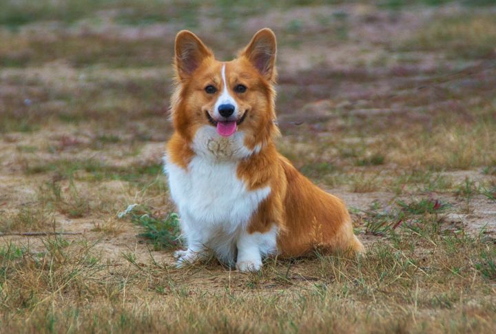 The 15 Best Dog Breeds To Consider If You're A Newbie