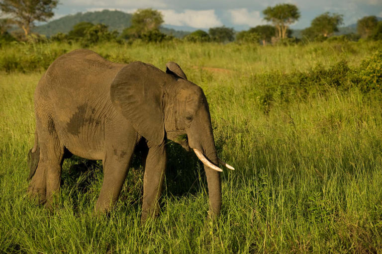 All About Elephant Trunks: Size, Uses, And How They Got Them