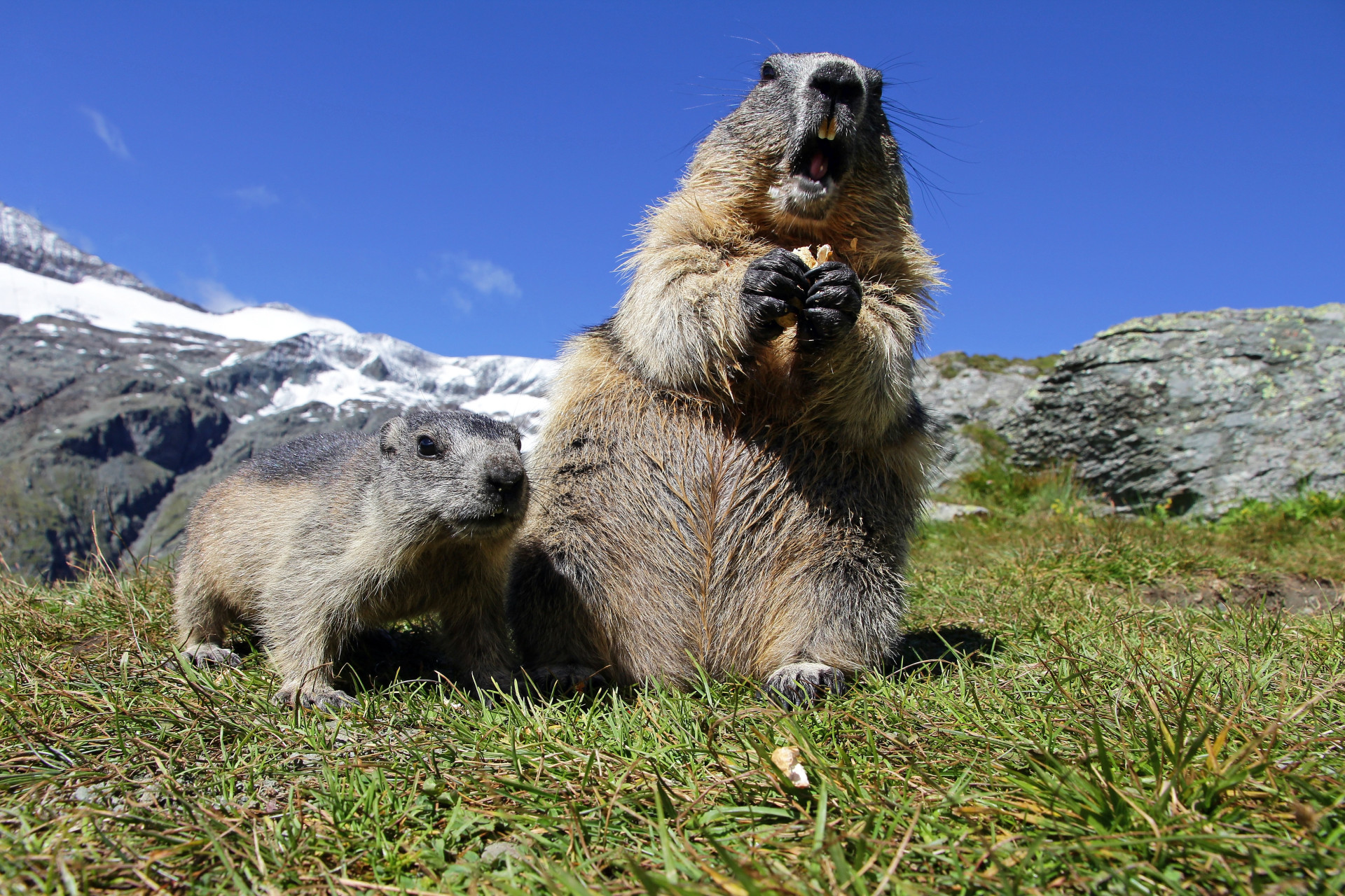 Born in the USA: America’s unique wildlife