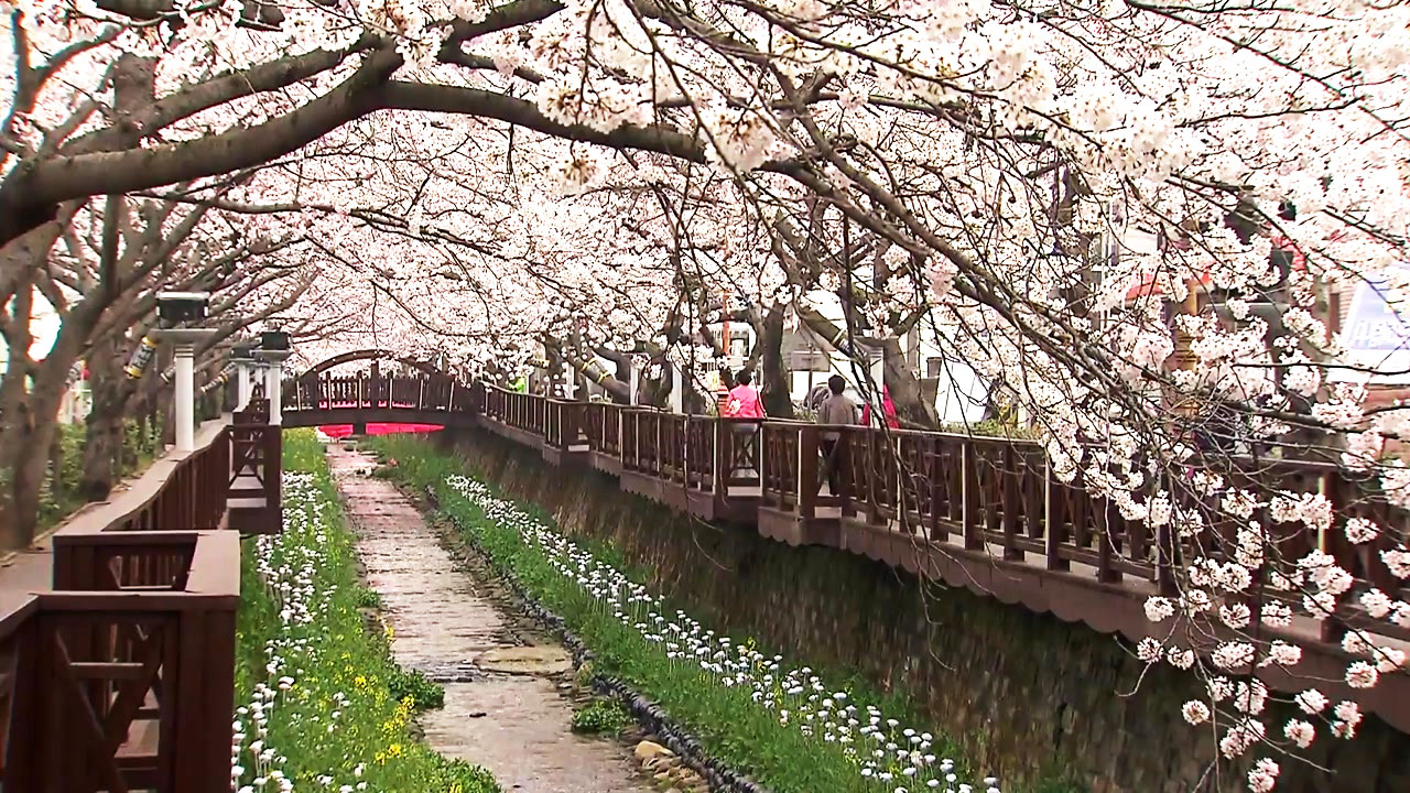 '4월=벚꽃' 공식 깨졌다...역대 가장 빠른 진해군항제
