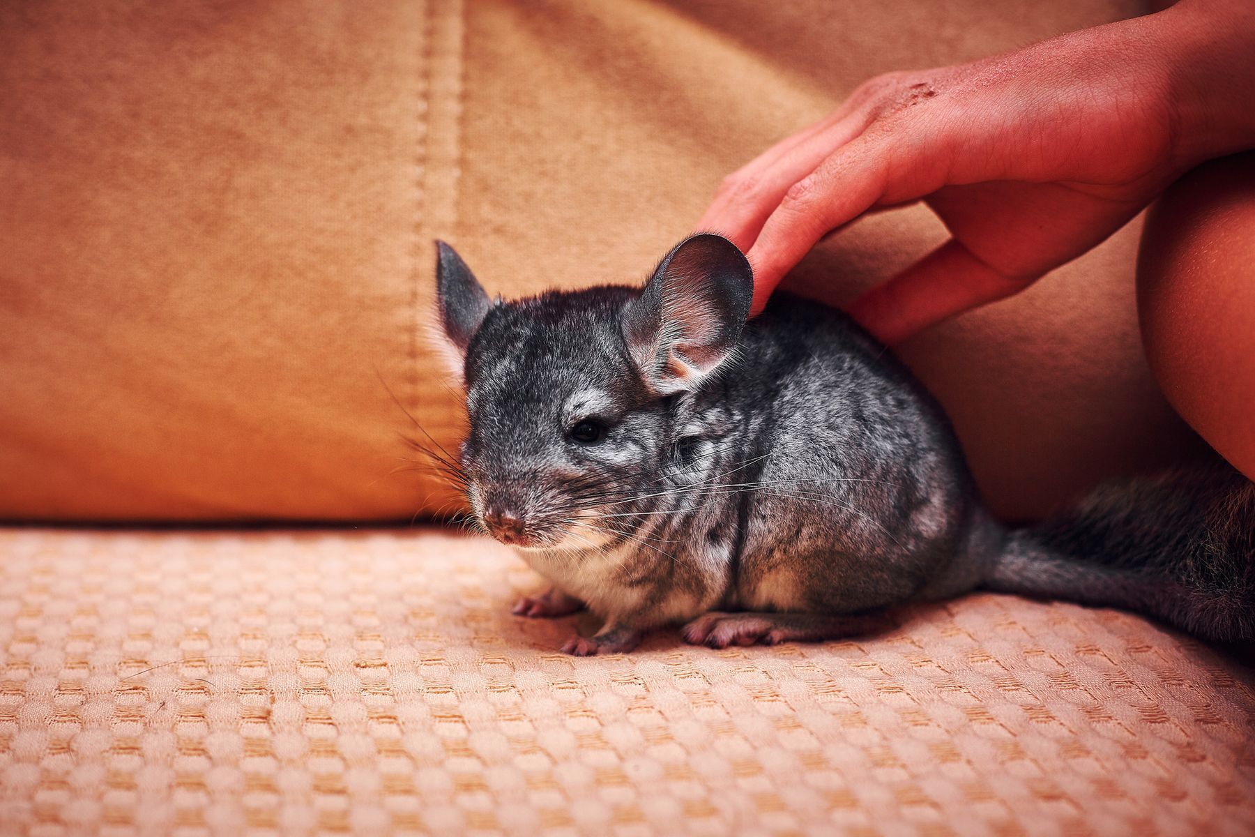 15 great pets that aren’t cats or dogs