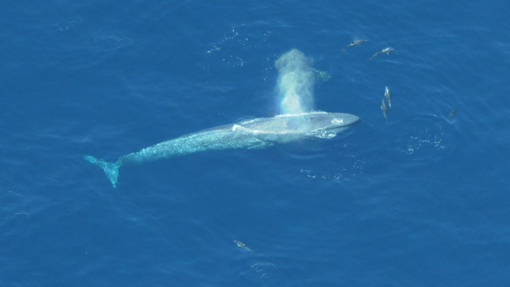 Cold water upwelling brings deep sea visitors closer to Eyre Peninsula