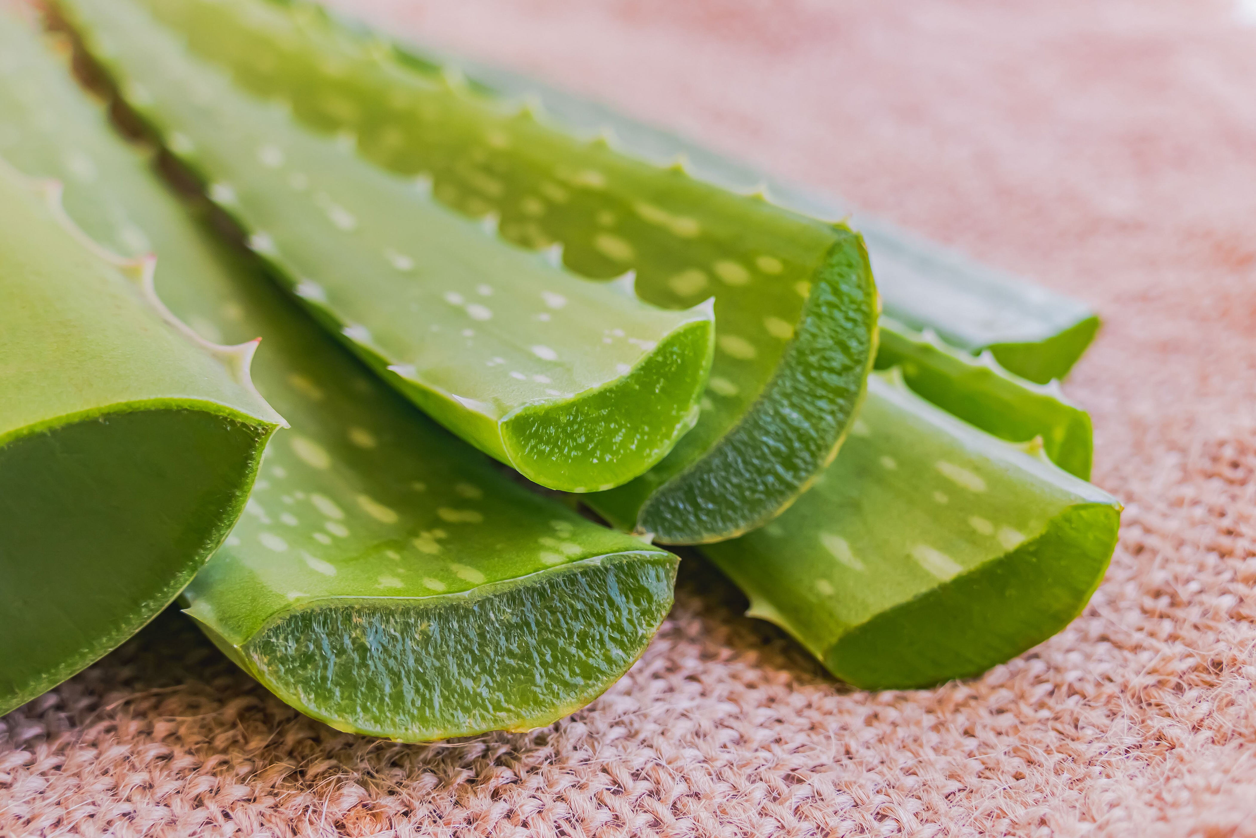 tres trucos con aloe vera para atraer dinero fácilmente