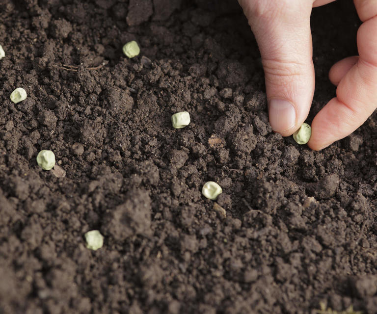 How To Grow Sugar Snap Peas Expert Tips For A Quick And Delicious Harvests Of Pods 1216