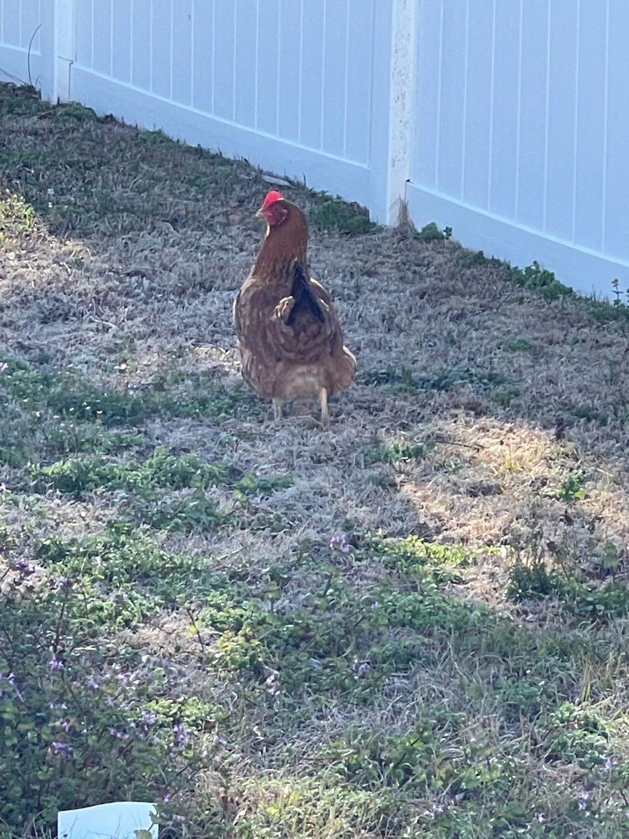 Is someone missing a chicken wandering in my back yard ?? - Croatan ...