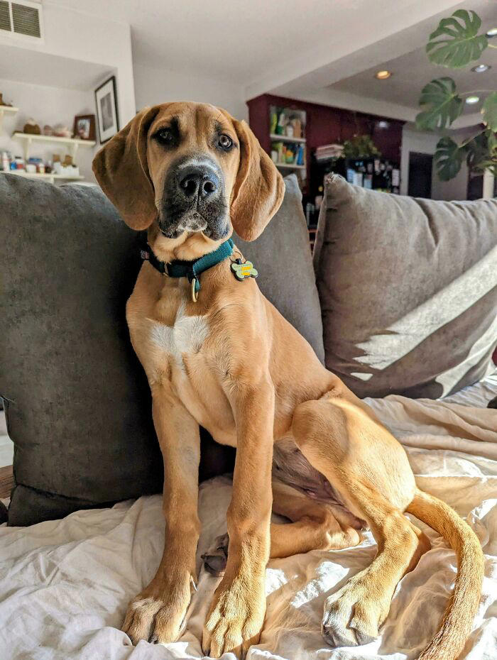 49 wholesome pics of pets who will not have to be alone ever again