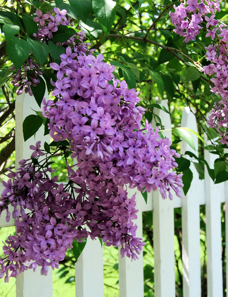 Cultiver Le Parfum Printanier Avec Le Lilas 