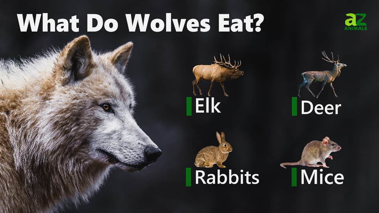 What Do Wolves Eat?