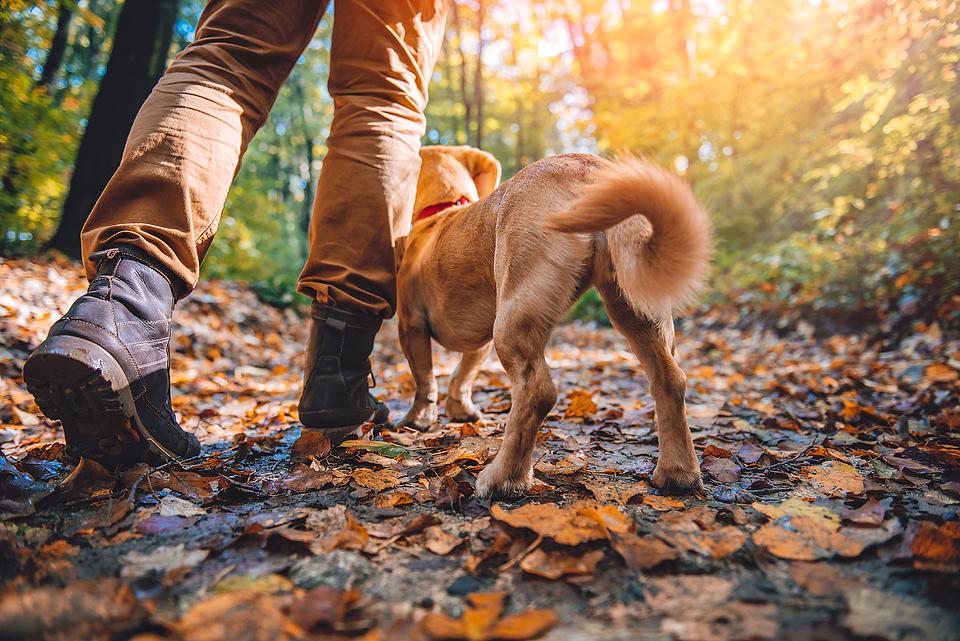 <p>Hiking or backpacking with your dog are great ways for both of you to get exercise and spend time outdoors together. Read on for helpful tips for hiking with dogs or hiking gear for dogs.<br><strong>Read More Here:</strong> <a href="https://xoxobella.com/guide-to-hiking-with-your-dog/">Guide to Hiking with Your Dog</a></p>