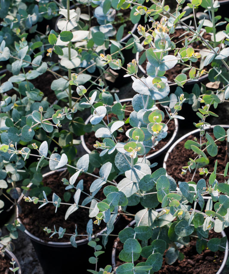 Eucalyptus Care And Growing Guide – How To Look After These Popular 