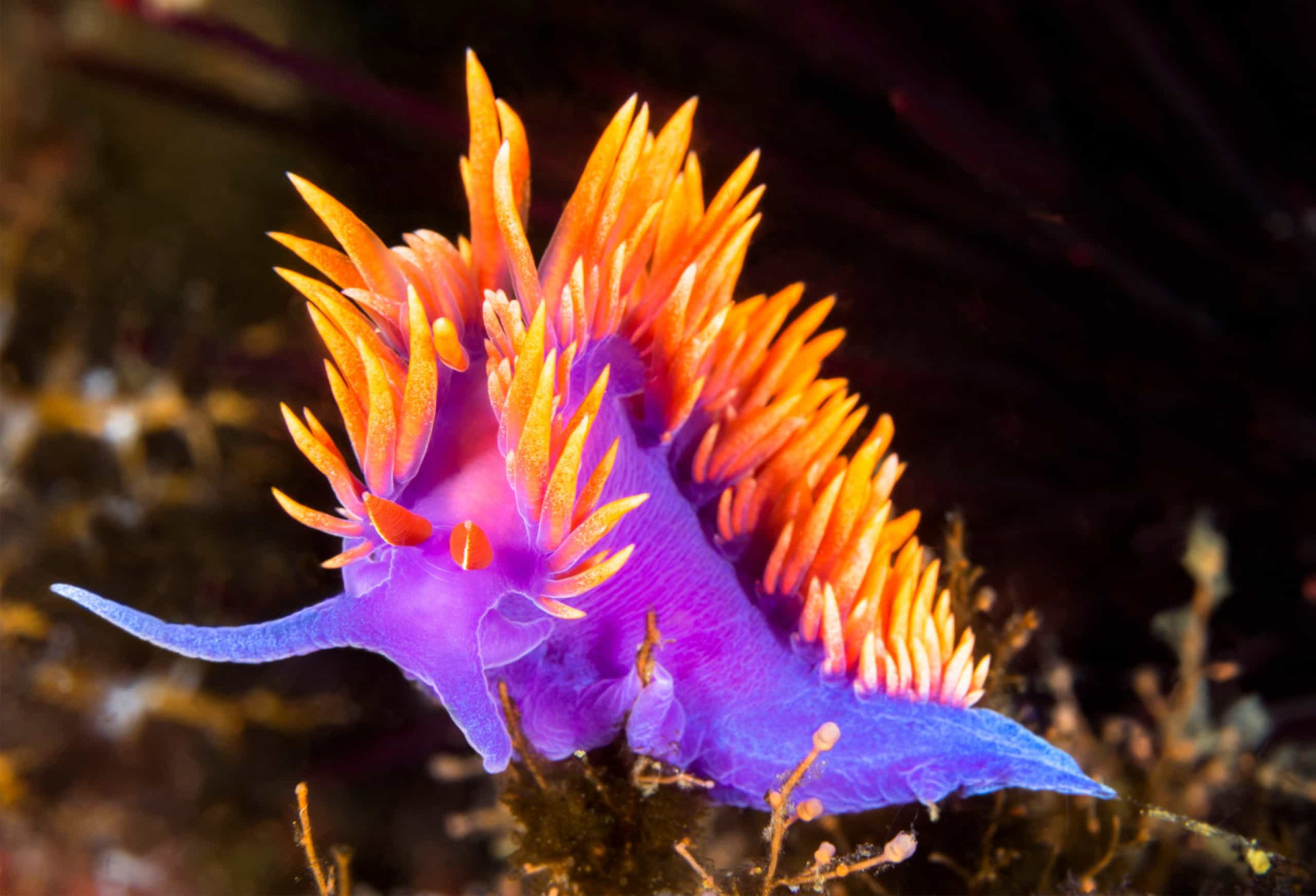 The ocean's most beautiful creatures