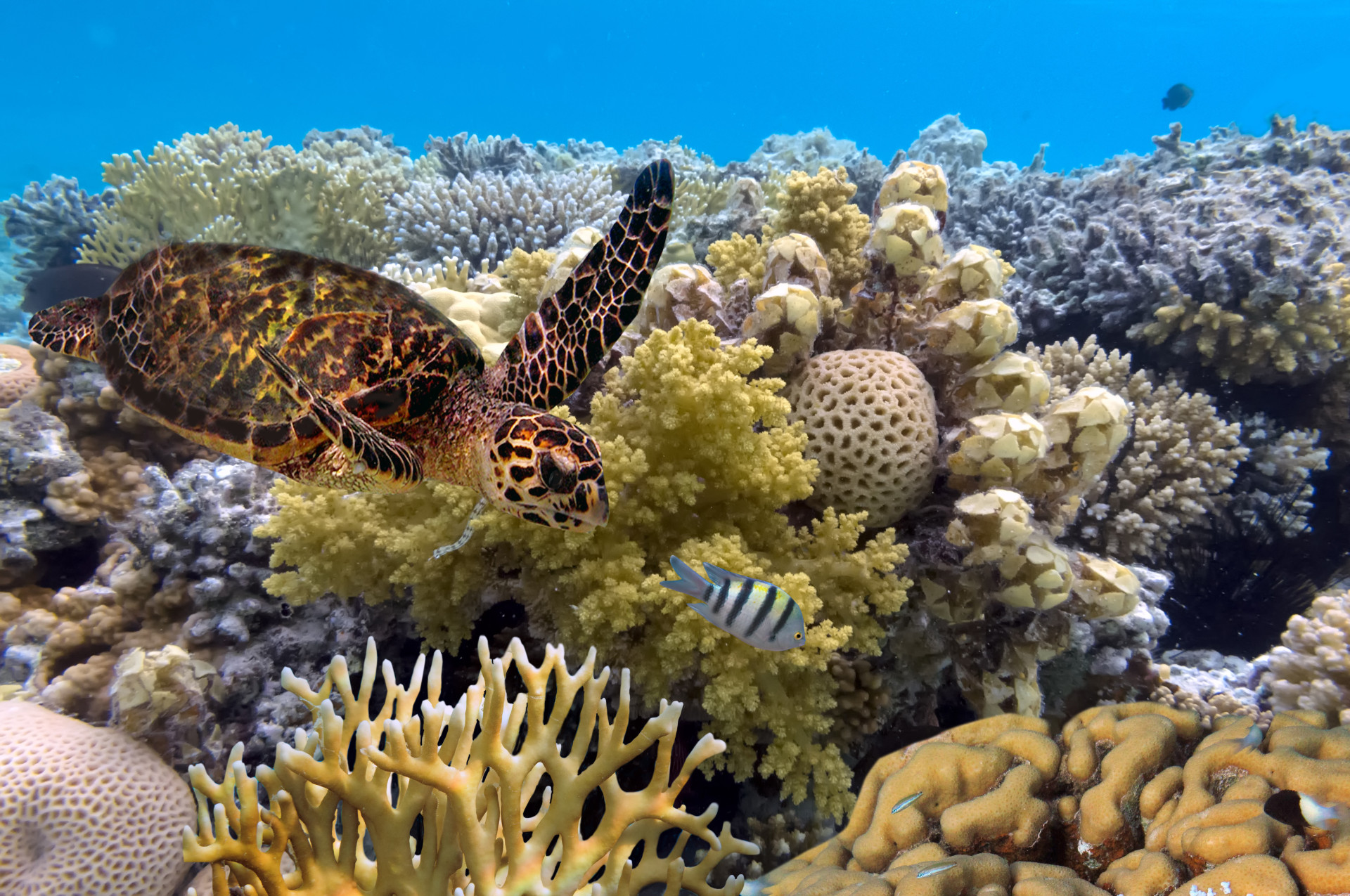 The world's most colorful coral reefs