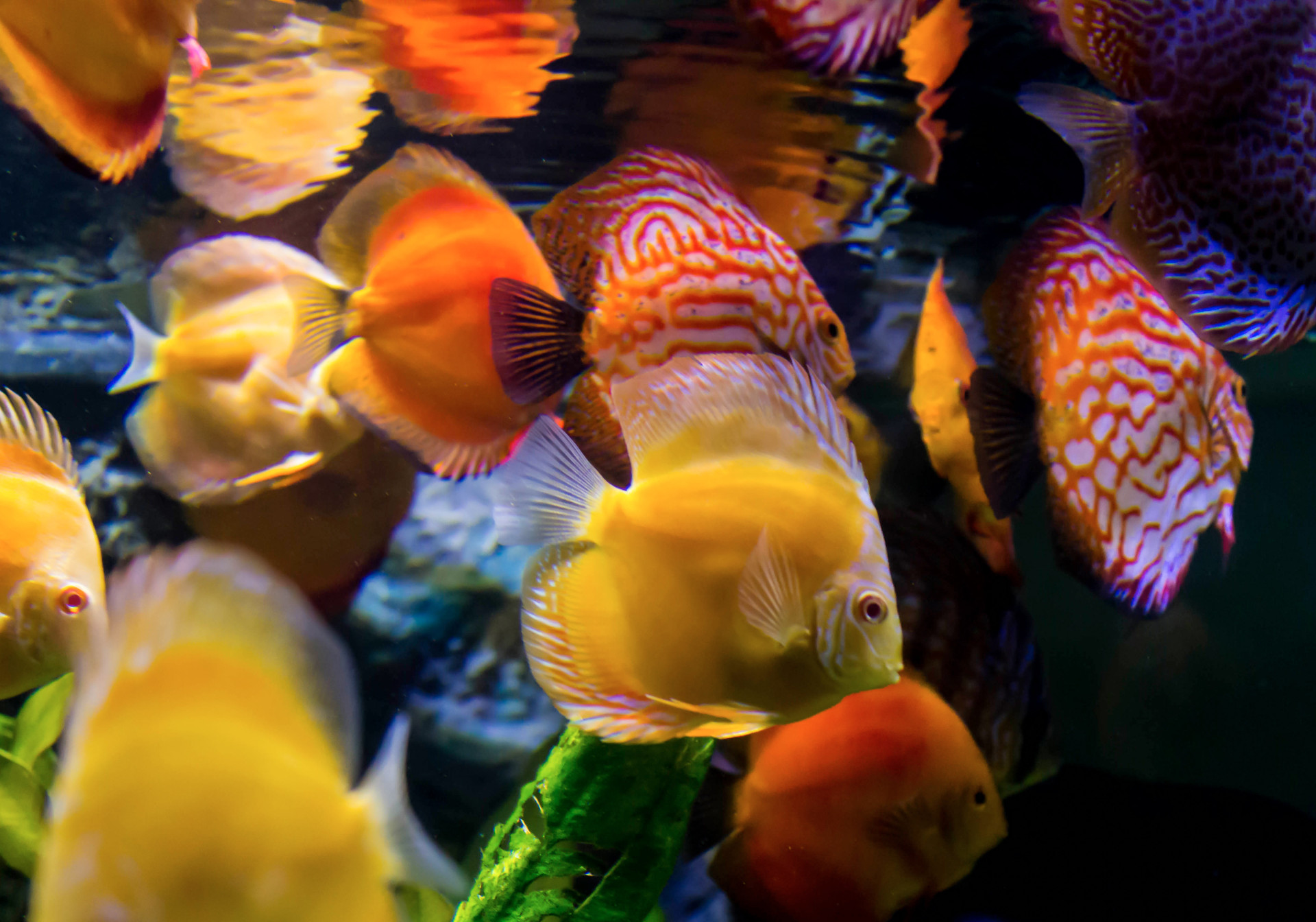 The world's most colorful coral reefs
