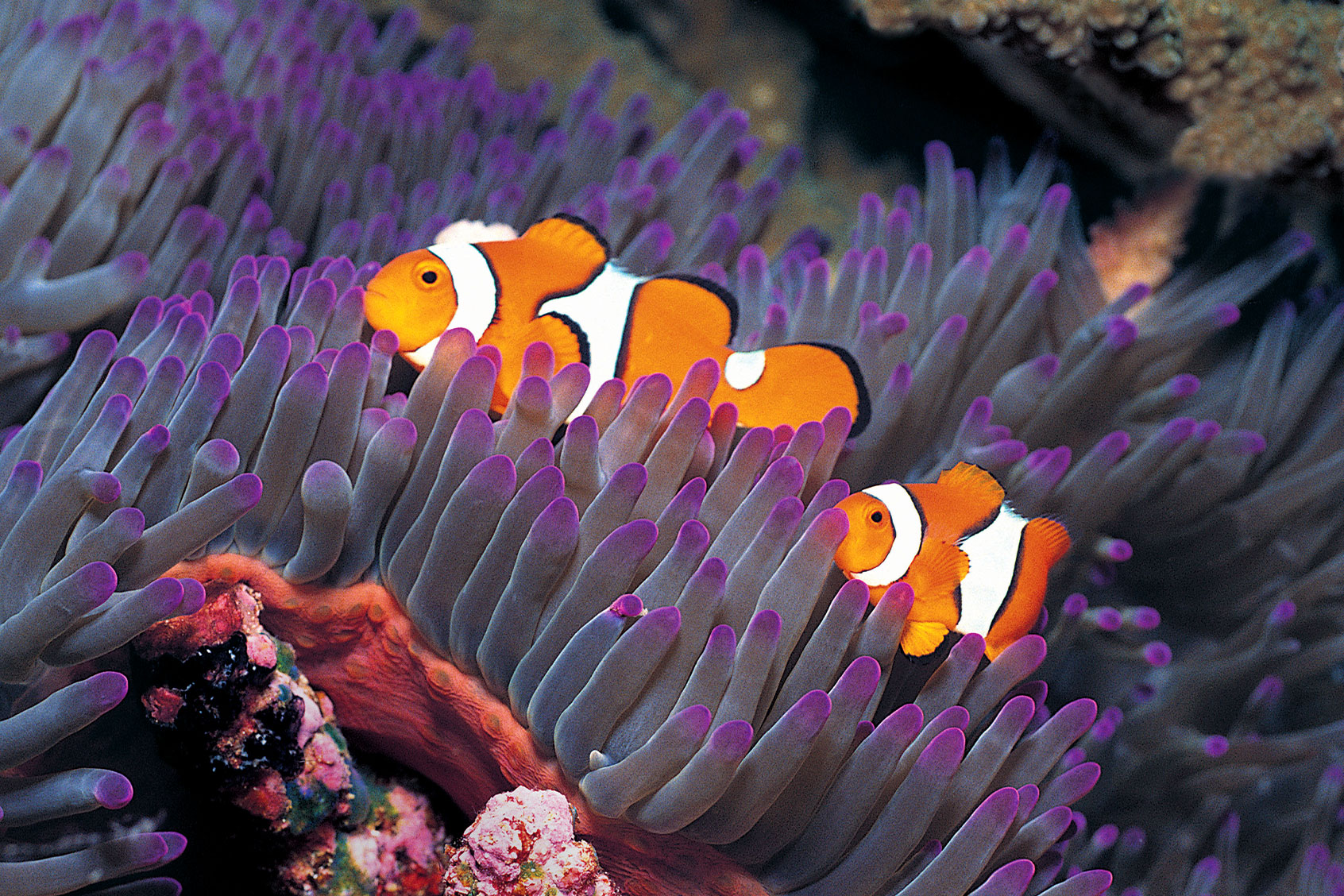 Рыба клоун и актиния. Рыба клоун в актинии. Рыба клоун и актиния симбиоз. Рыба клоун и морские анемоны мутуализм. Рыба клоун и анемон