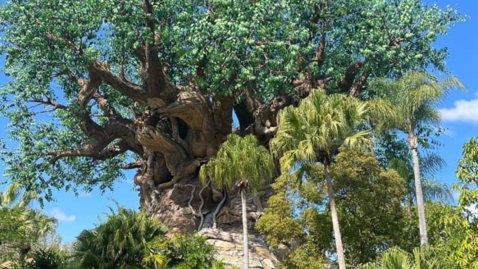 <p>Disney’s Animal Kingdom is one of the most iconic theme parks in the world. It was first opened in 1998 and is located in the Walt Disney World Resort near Orlando, Florida. Spanning over 500 acres, it is the largest theme park in Walt Disney World.</p><p>As its name implies, this park focuses on the animal kingdom and is home to many of the world’s most beloved animals. </p><p>Here you can experience exotic wildlife, and thrilling shows, and meet your favorite Disney characters.</p><ul> <li><strong>Africa</strong> – Of course, a theme park dedicated to animals must feature Africa. Take a journey on the Kilimanjaro safari and view wild animals in their own habitat. Zebras, giraffes, elephants, rhinos, and more will be seen in the park.</li> <li><strong>Asia</strong>– Asia is a fun land with great rides such as Expedition Everest, and the food is really good. here too!</li> <li><strong>DinoLand U.S.A </strong>– Ride the Dinosaur! ride. There was a playground for kids here, but it is being rethemed currently.</li> <li><strong>Discovery Island – </strong>The highlight of Discovery Island is definitely the enormous Tree of Life. Attend the bugs life show, it’s fun.</li> <li><strong>Pandora – The World of Avatar</strong> – This is my favorite land in Animal Kingdom. If you’ve seen the movie Avatar, you will love it here. Ride flight of passage for sure, it’s one of the most fun rides. Be sure and check out Pandora at night, it is so pretty!</li> </ul>