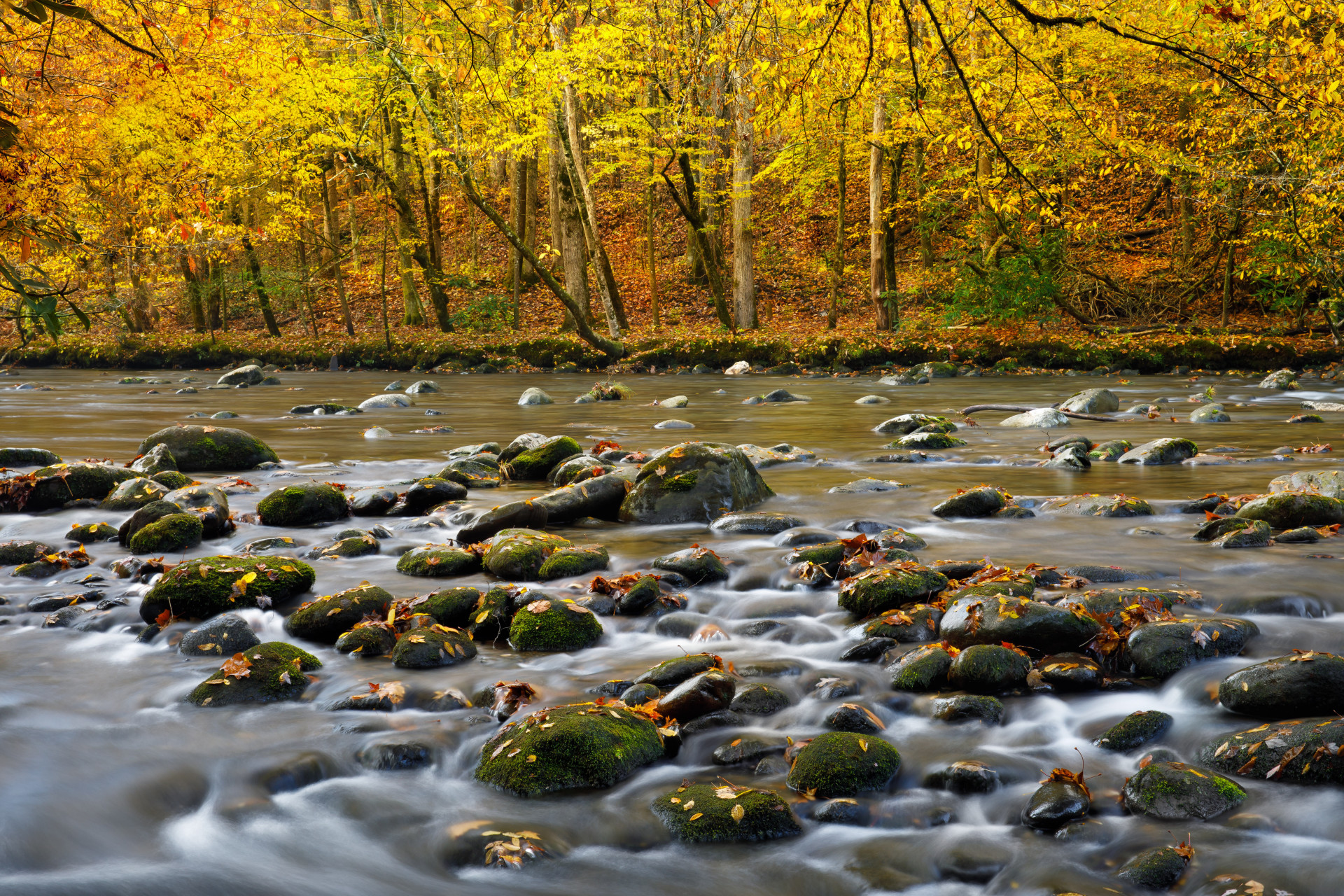 Arrive in fall, and the gold and copper canopy simply shimmers.