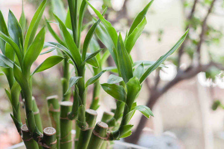 Why Is Your Lucky Bamboo Plant Turning Yellow? 8 Causes and Solutions