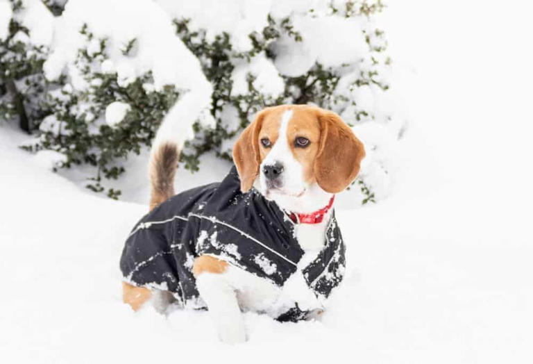 Use 6 tips to help you choose the right dog coat