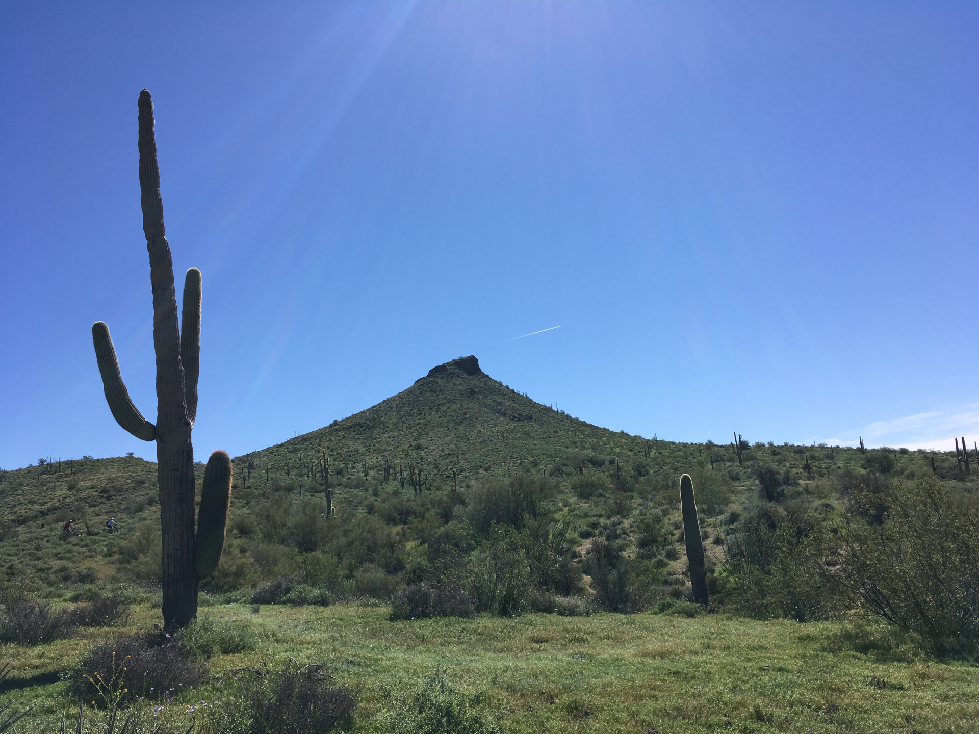 Some of these majestic plants reach over 50 feet tall and last nearly 200 years.