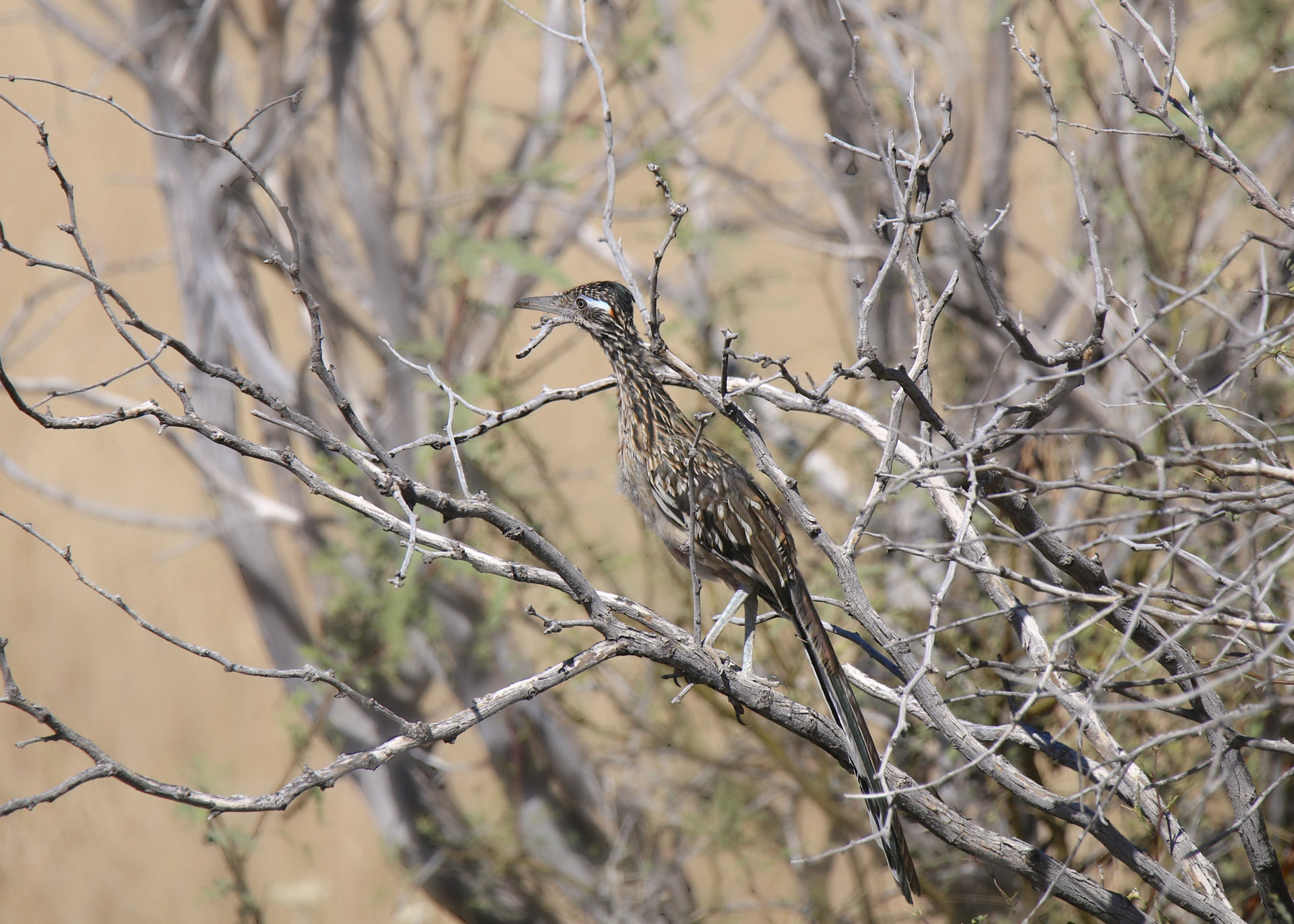 Wildlife enthusiasts should look out for roadrunner (picture), the vermilion flycatcher, and the whiskered screech owl.