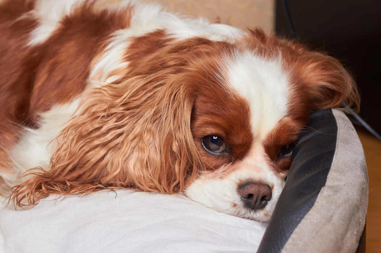 6 Steps to Groom Your Cavalier King Charles Spaniel