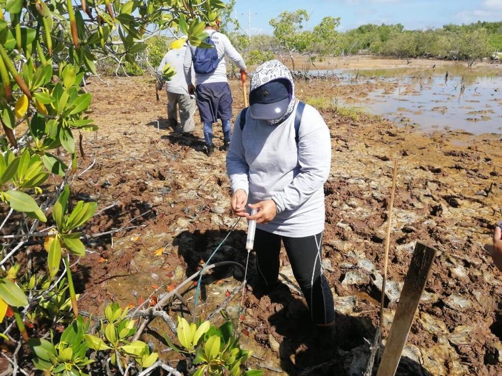 isla arena, un proyecto de restauración de manglares en la reserva de la biósfera ría celestún