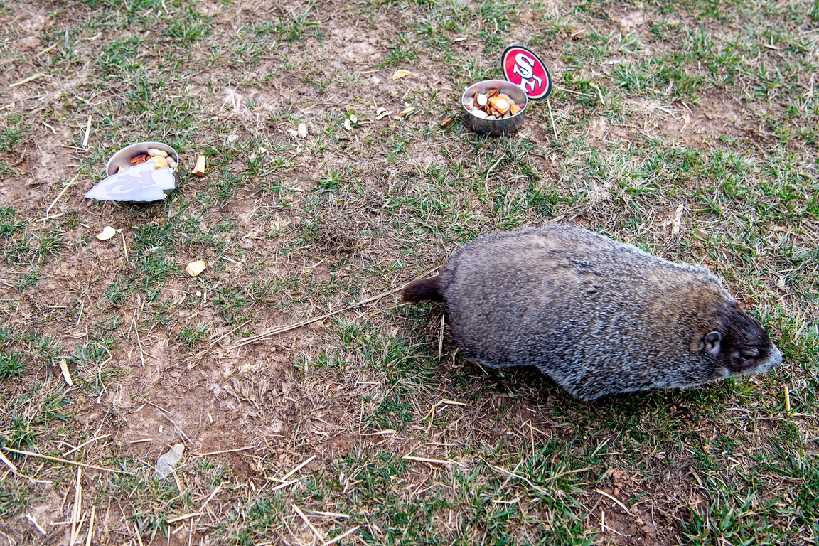 The Chimney Rock Park groundhogs make their predictions in North Carolina