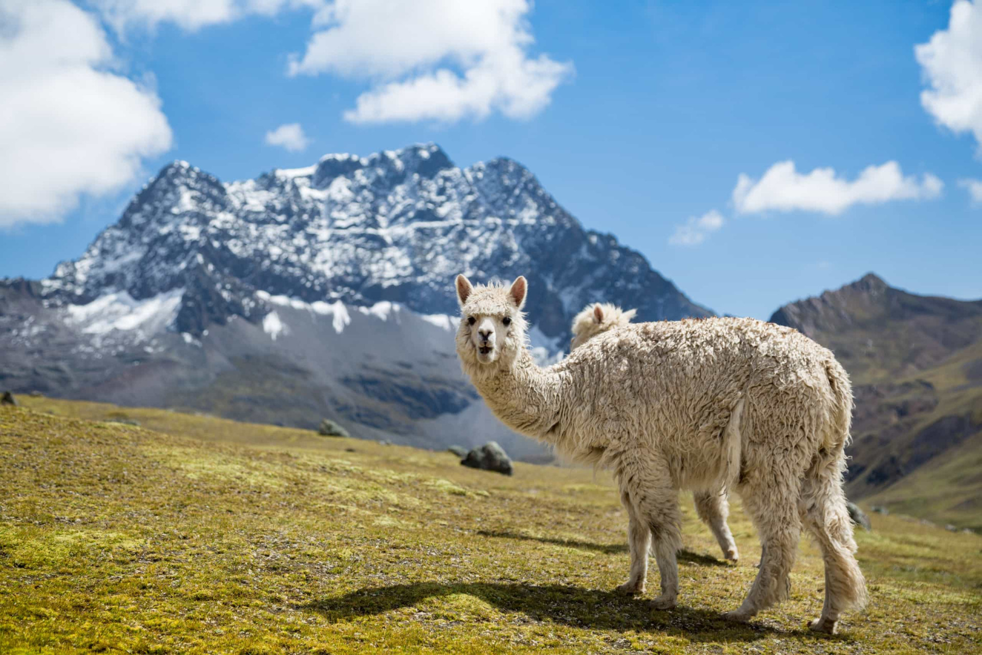 Ludicrous llama facts that are sure to surprise you