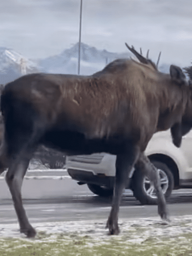 Watch: A Massive Moose Stroll Through Downtown Alaska