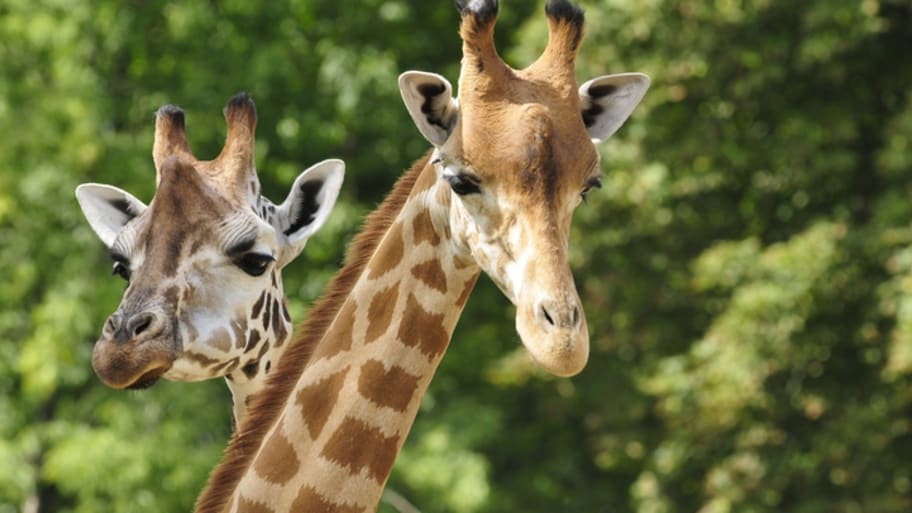 20 things you might not know about giraffes