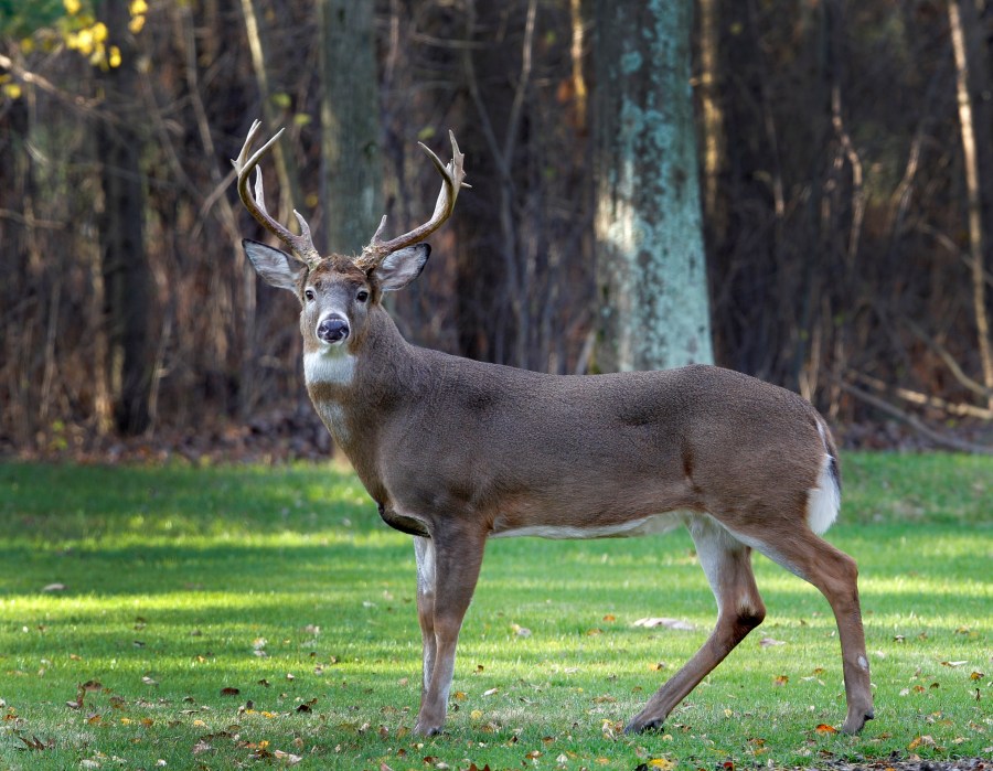 First Case Of Chronic Wasting Disease Confirmed In Deer Harvested In ...