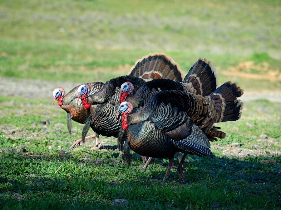 Kansas Turkey Hunting Season Dates, Bag Limits For Spring 2024