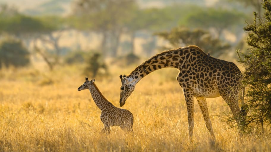 20 things you might not know about giraffes
